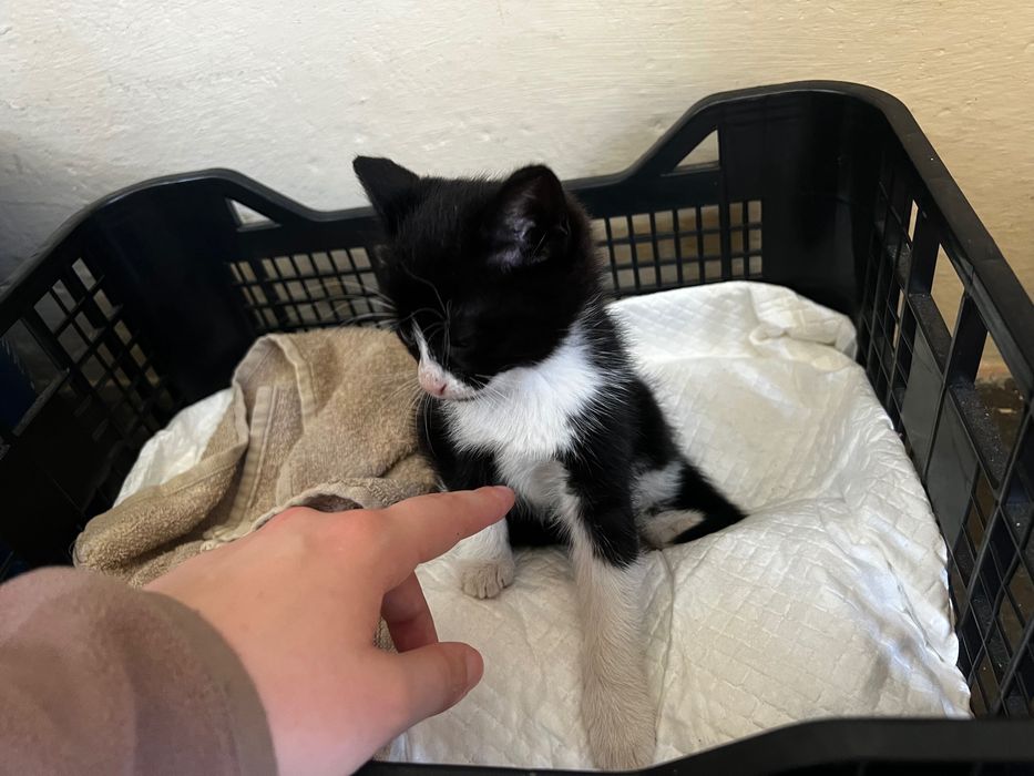 Котенцето Данго търси дом