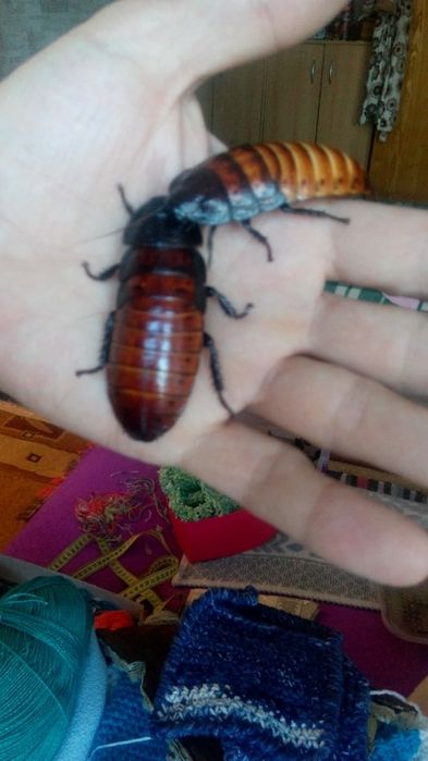 Продам мадагаскарские тараканы