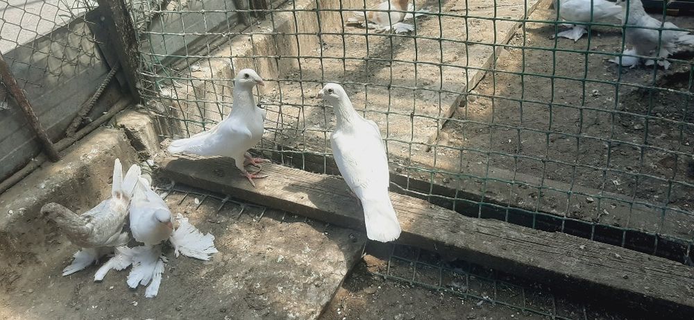 Продам почтовых голубей