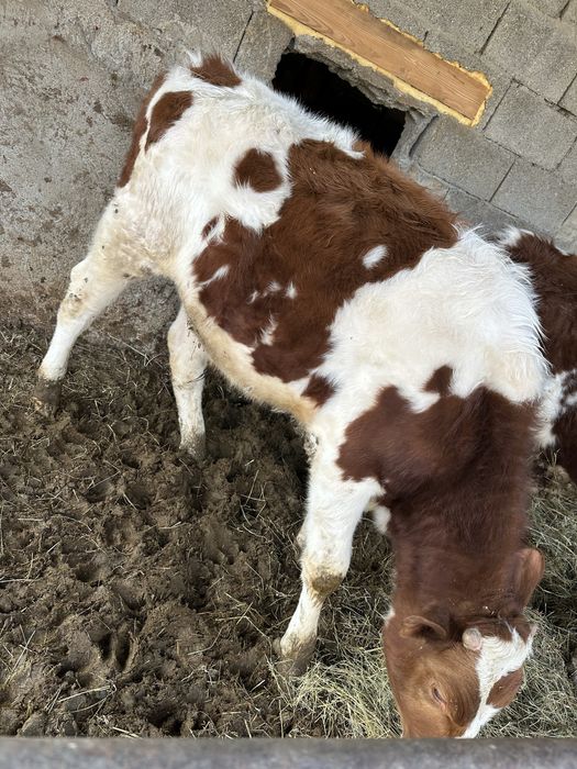 Vand tauras de 11 luni