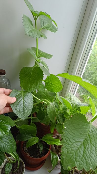 Различные цветочки