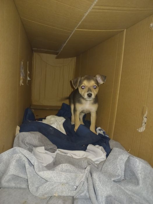 Отдам бесплатно.