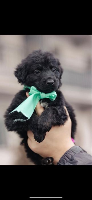 Щенки в поиске любящего хозяина