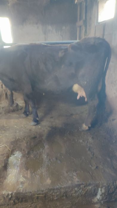 Продам корову...