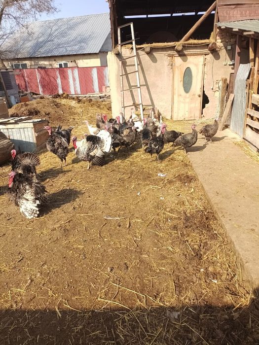 Индюк сатылады жақсы бағада