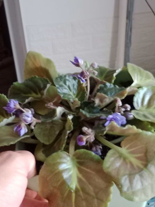 Домашние цветы разные