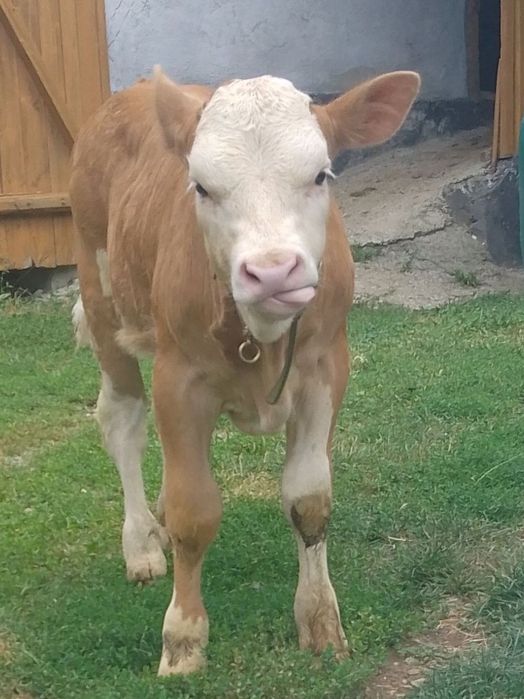 Vând vițel baltat