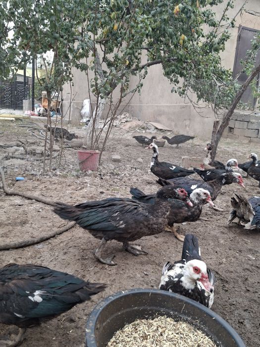 Индоутки продается