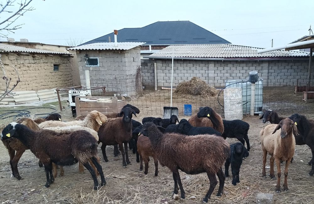 Қозылы қой, қызылар