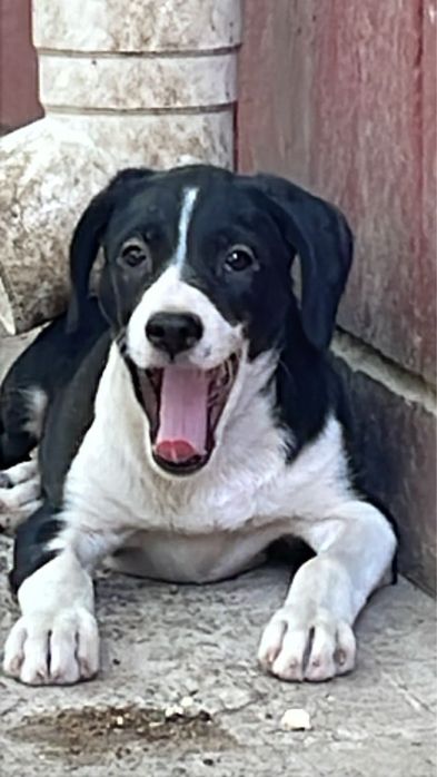 Щенки в хорошие руки! г. Шымкент