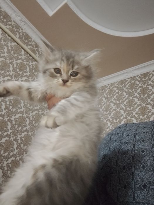 Qiz ajoyb onasi shatlanski otasi britaniski