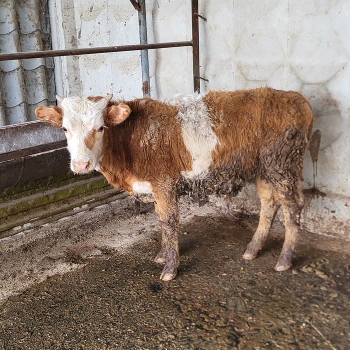 Продам 5 голов бычков