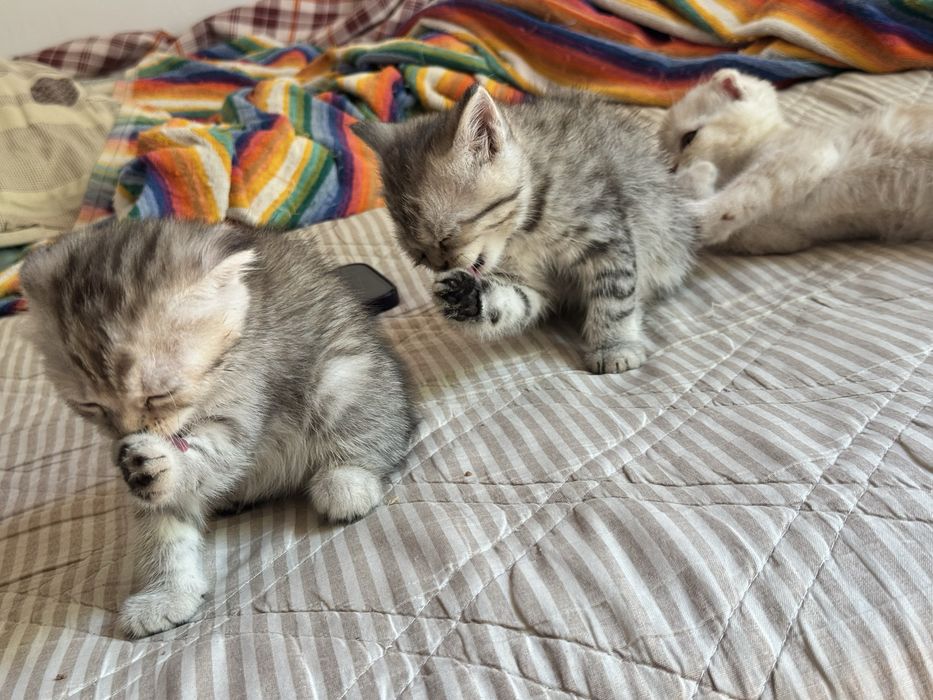 Котята 2 месяца, готовы к переезду