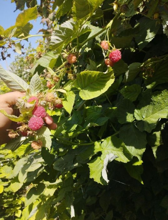 Продаются саженцы Малины Украинского сорта