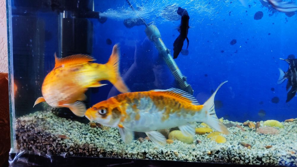 Продам карпов кои