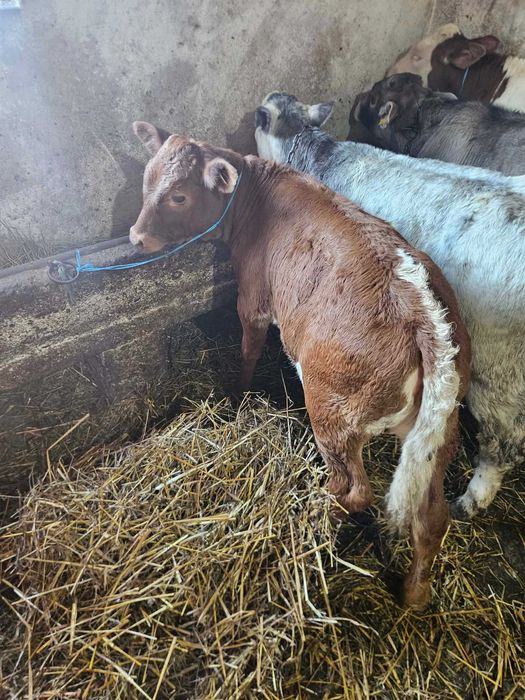 Vand vitei înțarcate