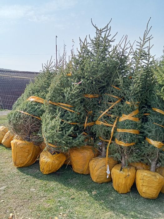 Ёлки таньшаньские европейские