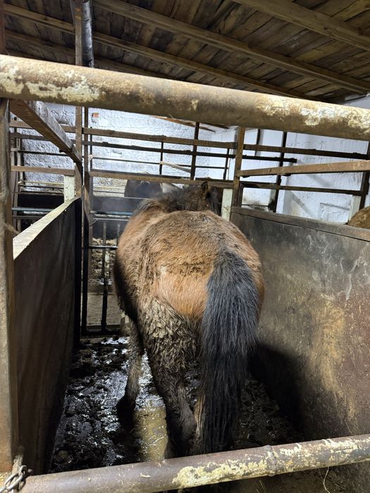 Лошади с откорма