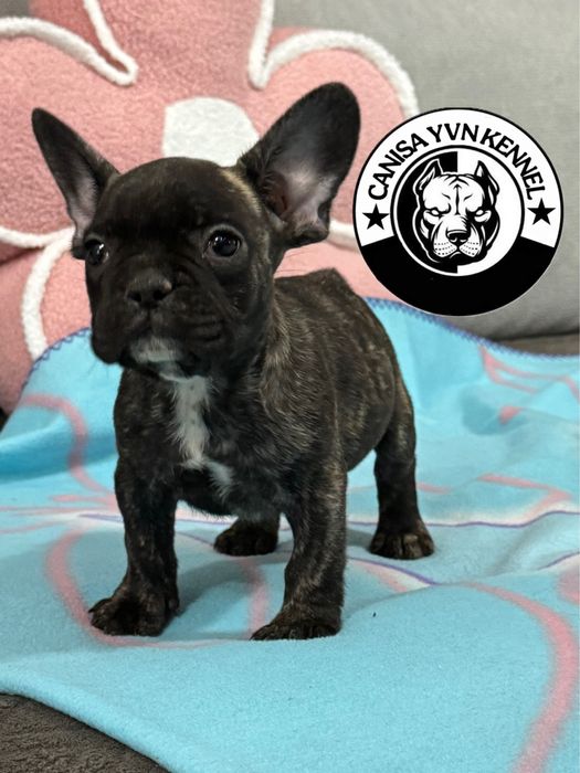 Femela buldog francez