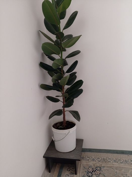 Фикус гүлі сатылады.