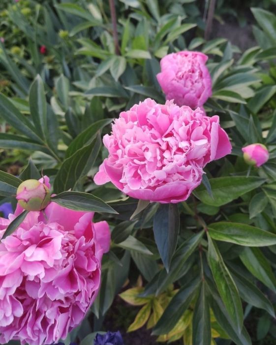 Корни пионов поменяю.