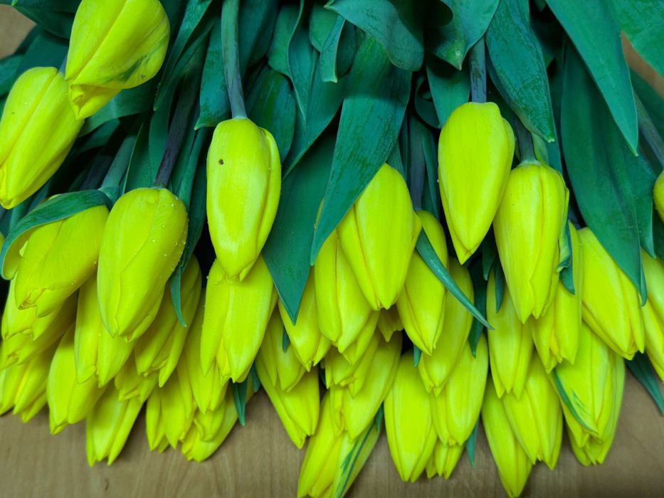 Корпаративные букеты из тюльпан