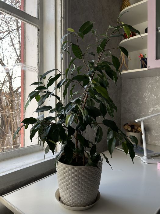 Фикус красивый