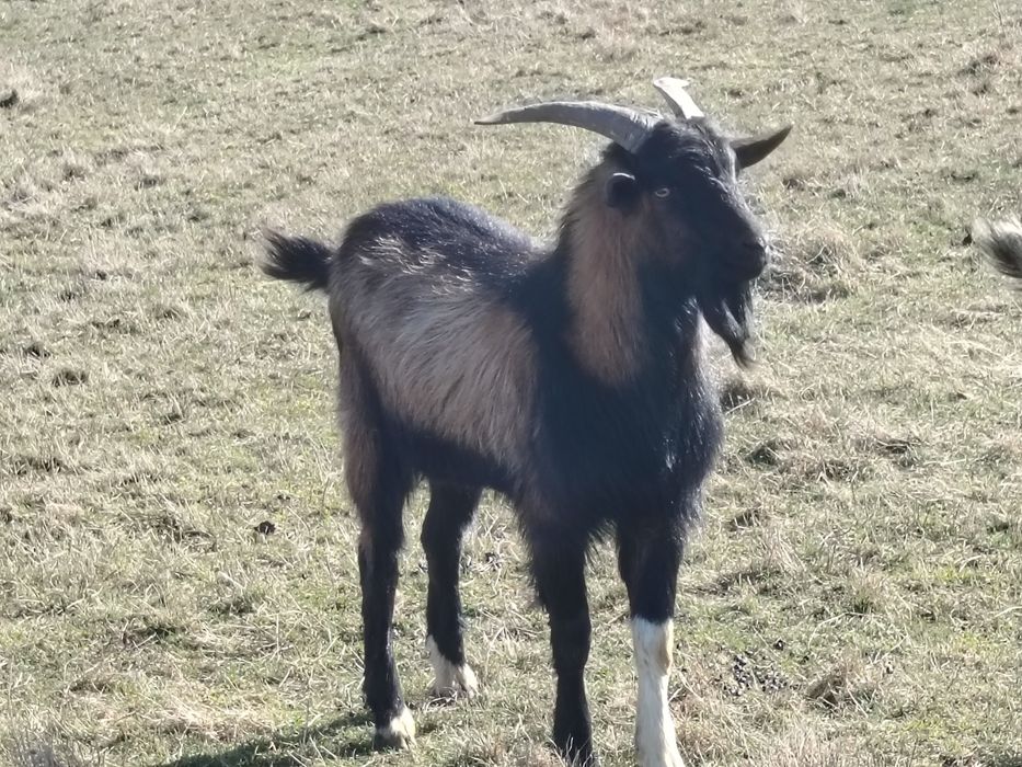 iezi alpini francezi