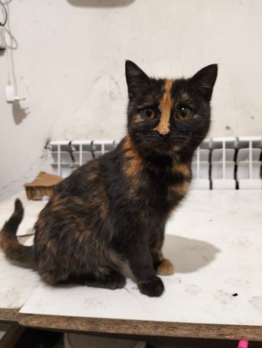 Отдам кошек в добрые руки