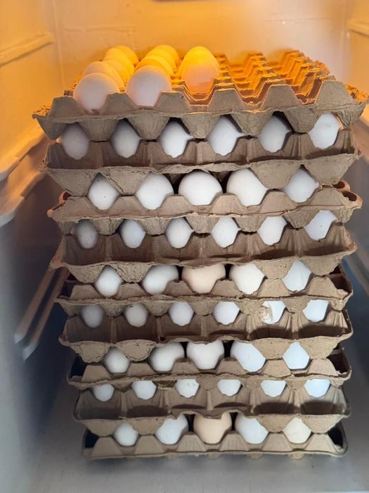 Продам курынесушки