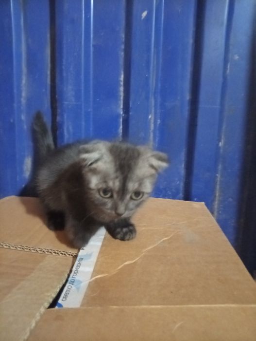 Отдам котенка девочка