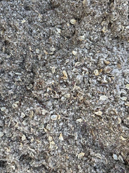 Мақта қауашағы, козапая