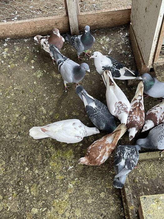 Vand/Schimb Porumbei voiajori si meulemans