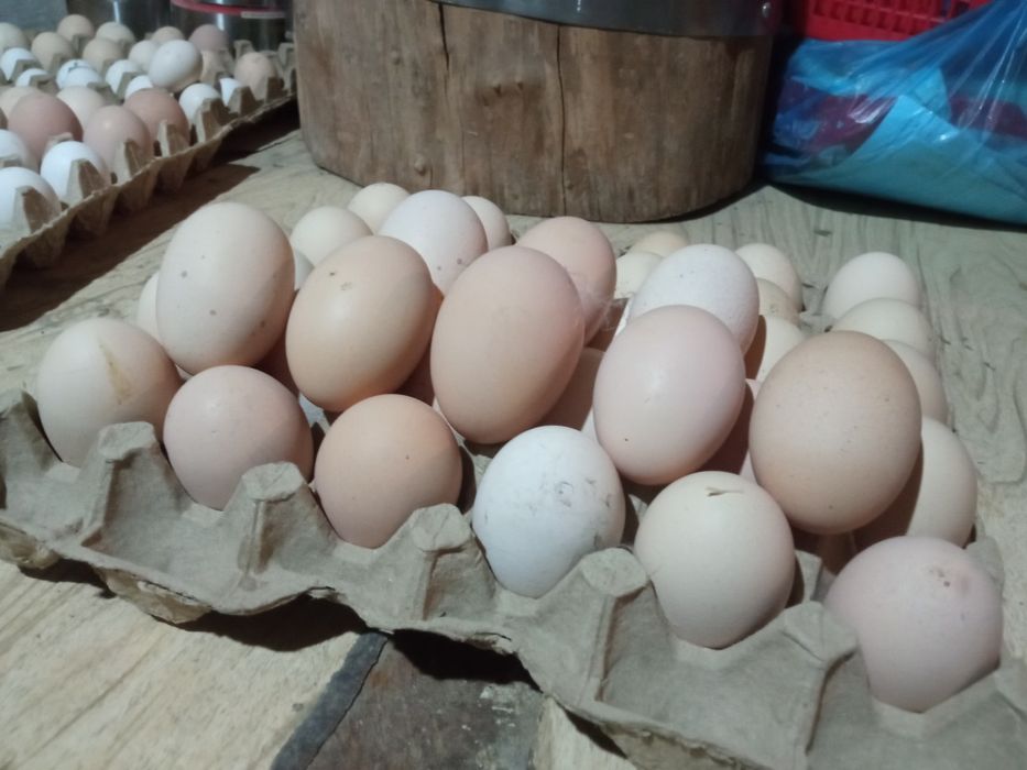 Sifatli Bramo tuhumlari ochirish uchun