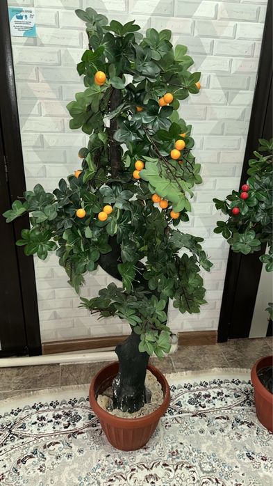 Декоративные деревья