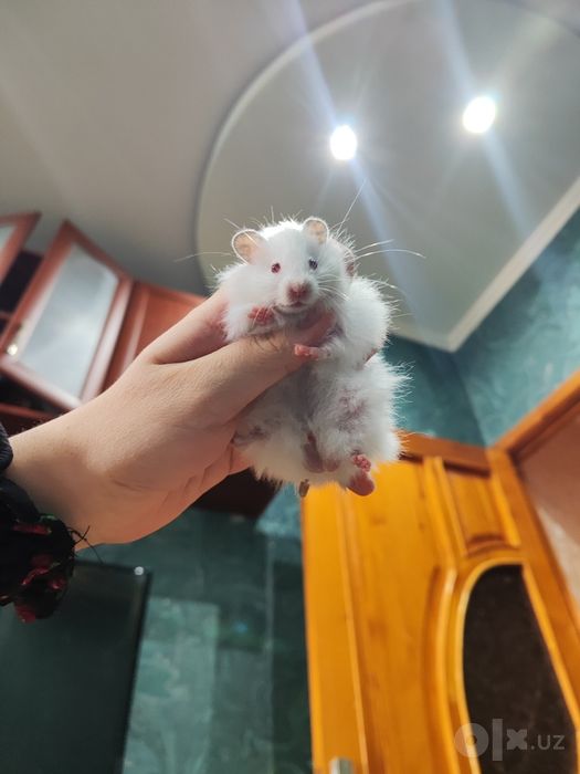 Хомяк пахмоққинамкууу