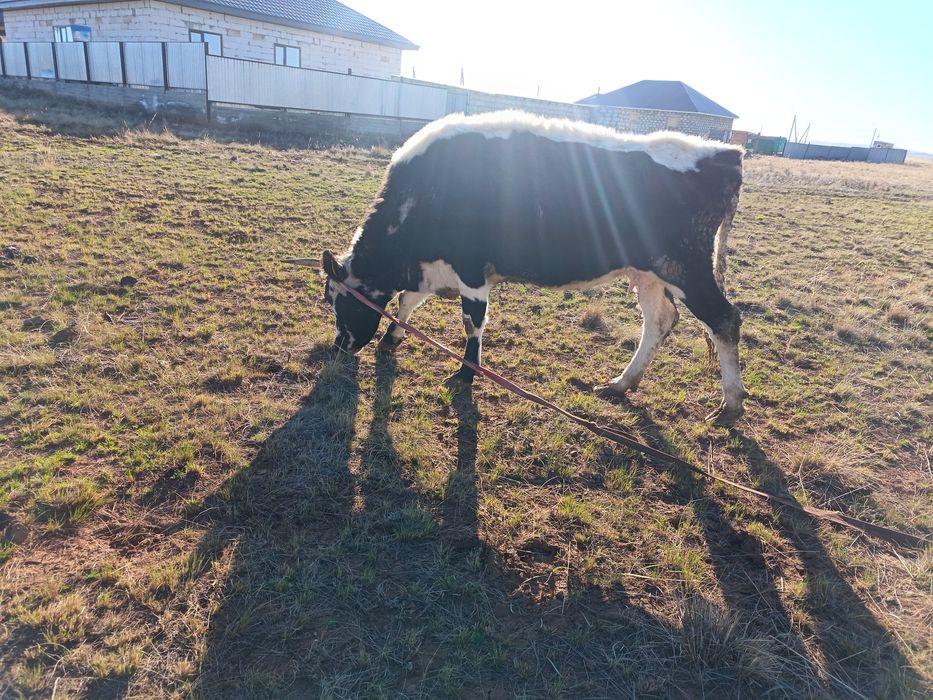 Продам корову 450000