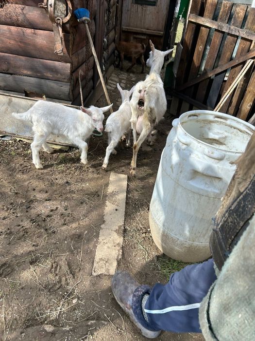 Capra Saanen cu 2 iezi