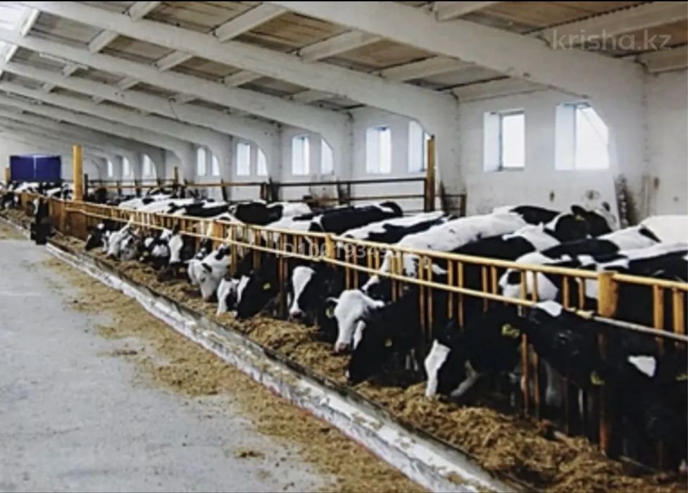 Фазенда, откорм база сатылады