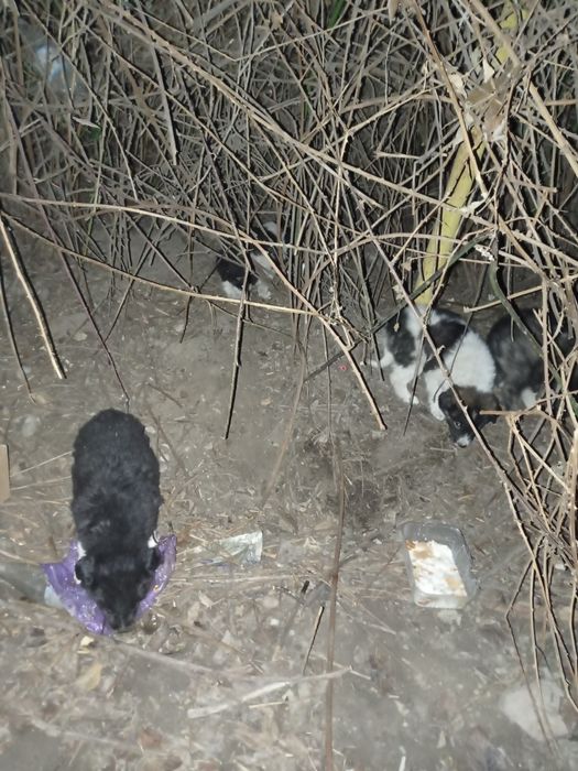 Щенки крупные в добрые руки