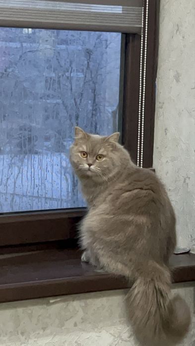 Хайленд фолд сотилади