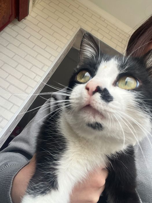 Отдам даром ласкового кота