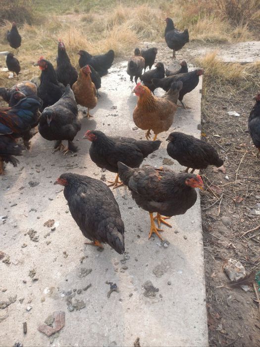 Товик ва хорозлар сотилади