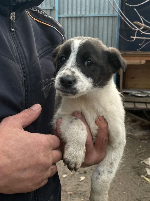 Дворянских кровей щеночки