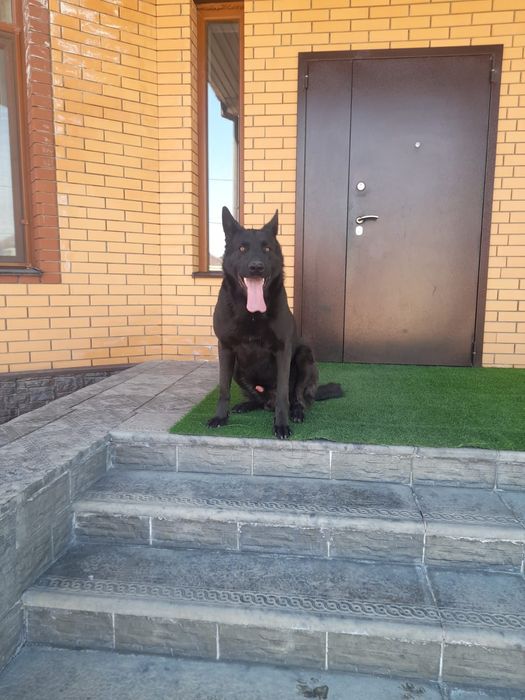 Вязка восточно-европейской овчарки