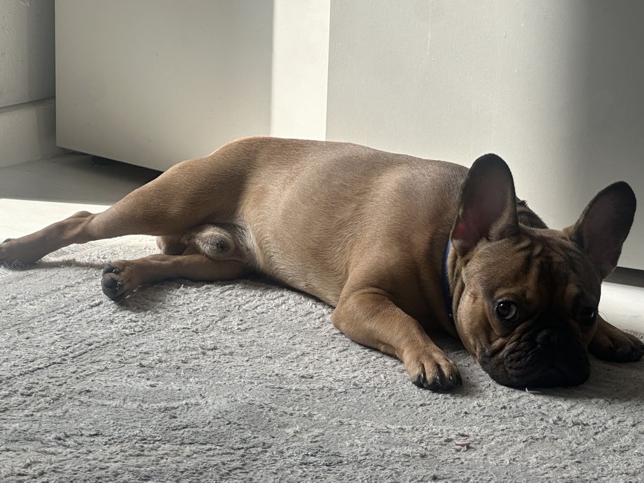 Французский бульдог