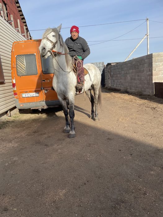 Продам жеребца .