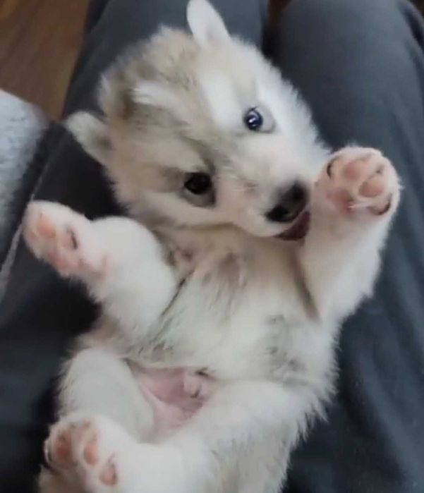 Мальчик чистокровный сегодня 2 месяца родился 14февраля