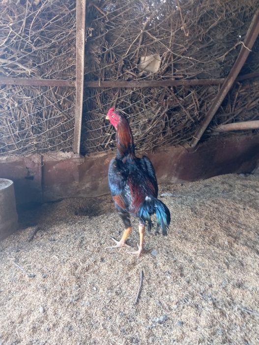 Дакан шөже қораз