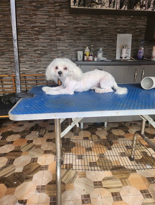 Tund câini și pisici